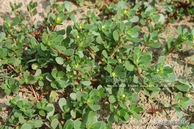 每天学一味中药马齿苋,马齿苋的常用食疗古方有哪些