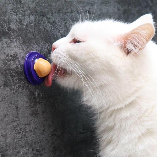 养宠物必备的10件东西,怎么养宠物最省钱的方法