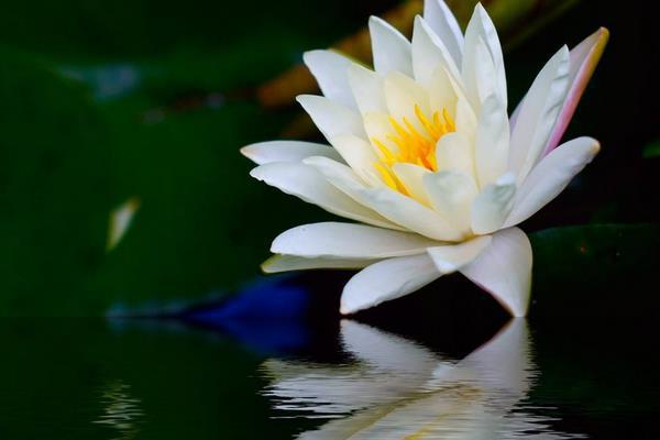 睡莲为啥叫睡莲,睡莲为什么叫睡莲是很爱睡觉吗