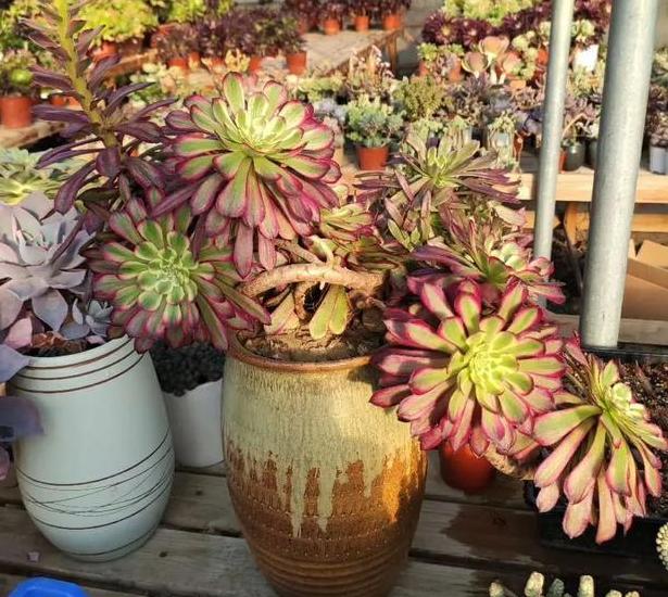 水养花为什么花根容易烂,花根浇水过多腐烂怎么治疗