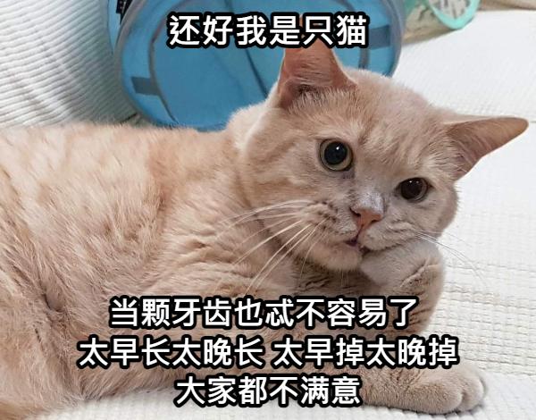 姚晨孩子片段,姚晨晒孩子视频全集