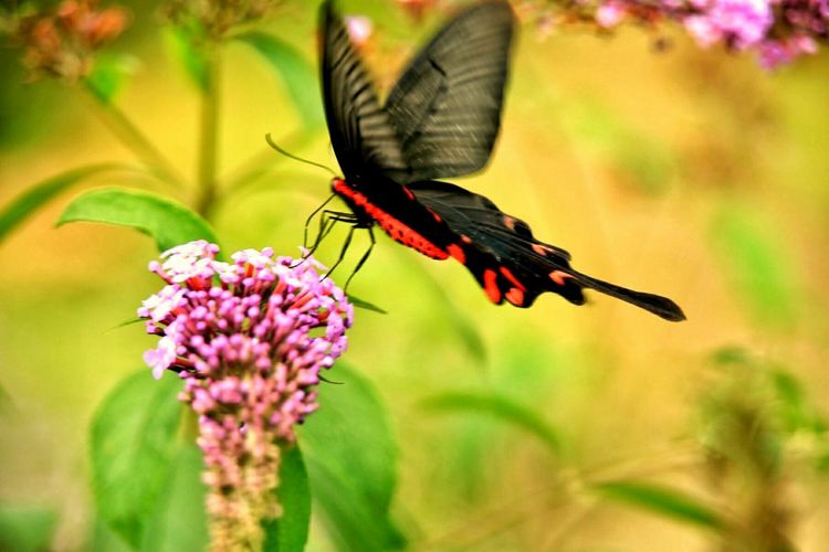 原创蝴蝶恋花,蝶恋花蝴蝶原唱