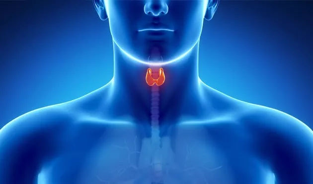 减肥期间遇上甲减该怎么吃？