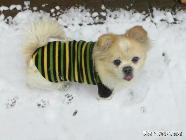 狗狗呕吐白色粘液是急性肠胃炎吗,狗狗吐黄水就是胰腺炎吗