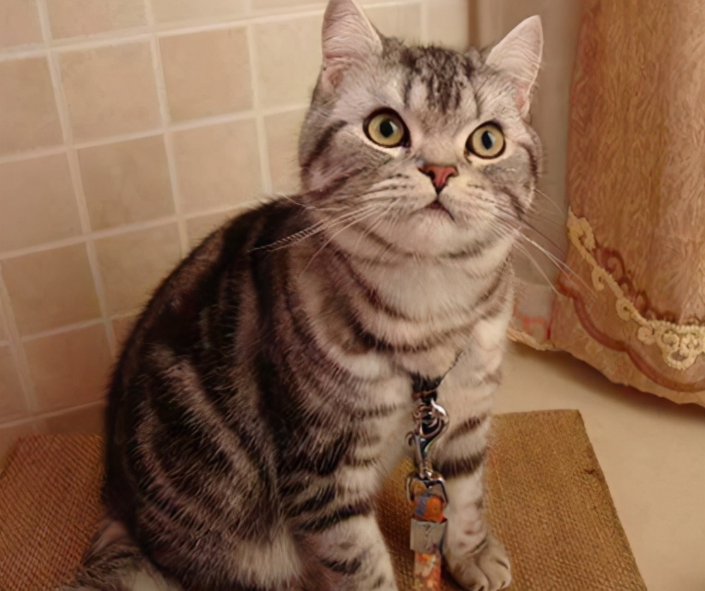 美短掉毛比一般的猫严重怎么办,美短为什么堪称完美