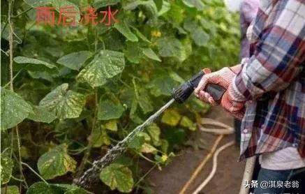 黄瓜育苗浇水正确方法,大棚黄瓜浇水技巧
