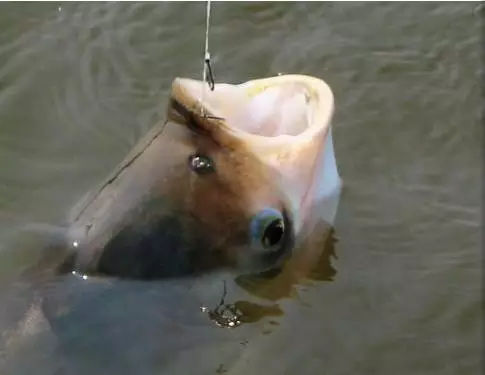 软饵铅头钩可以钓鲢鱼么,飞钩钓鲢鳙怎么样