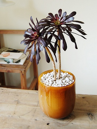 黑法师怎么养肥,如何养护黑法师