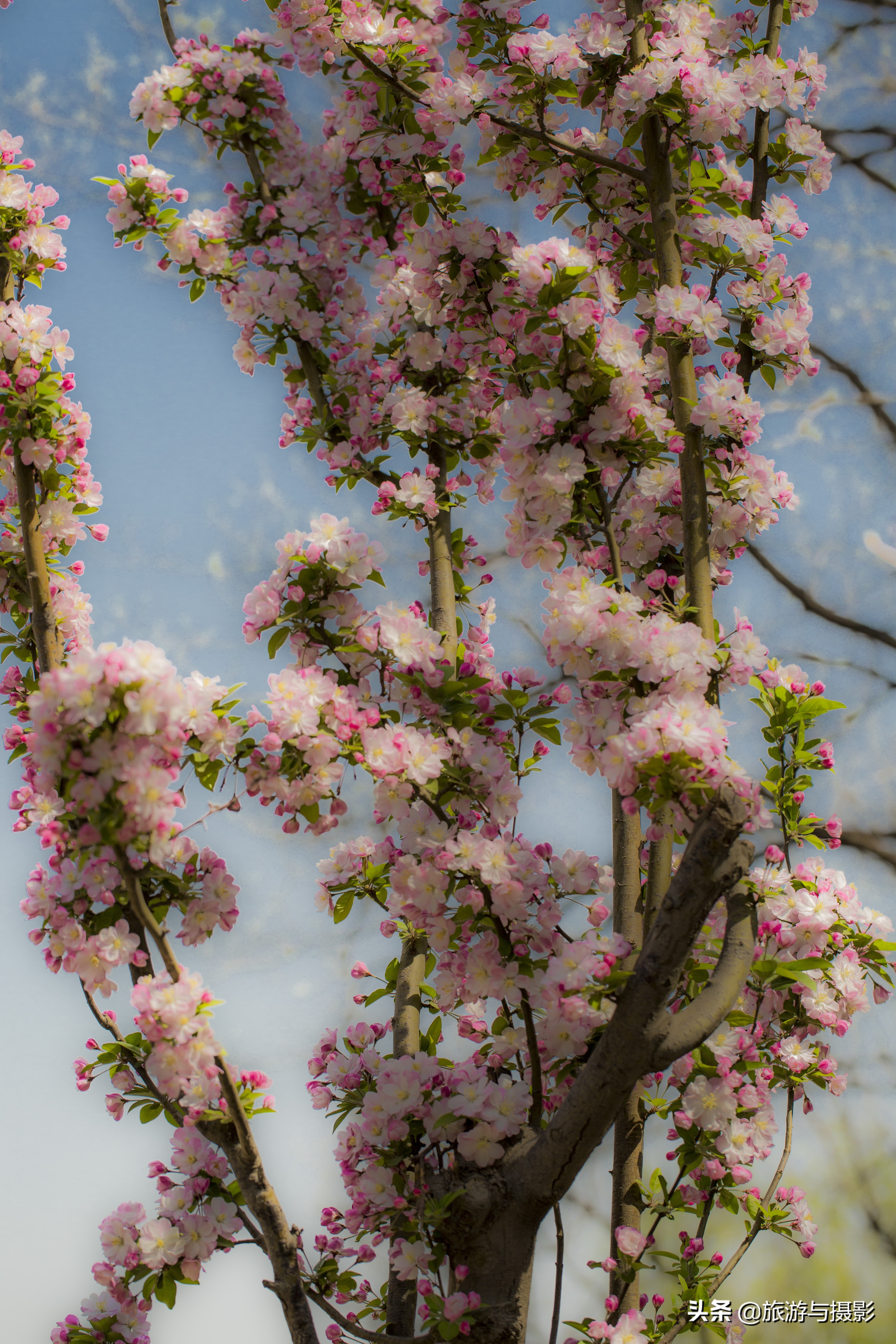 海棠花诗七绝,南宋海棠花图古诗