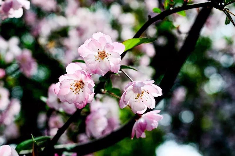 小众赏樱胜地,魔都赏樱旅游攻略