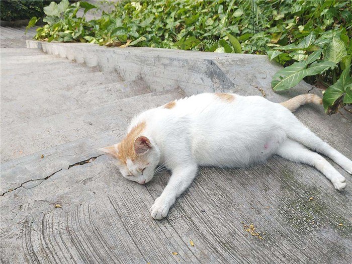 猫咪生下来第一天,猫咪生的第一窝小猫一定不能留吗