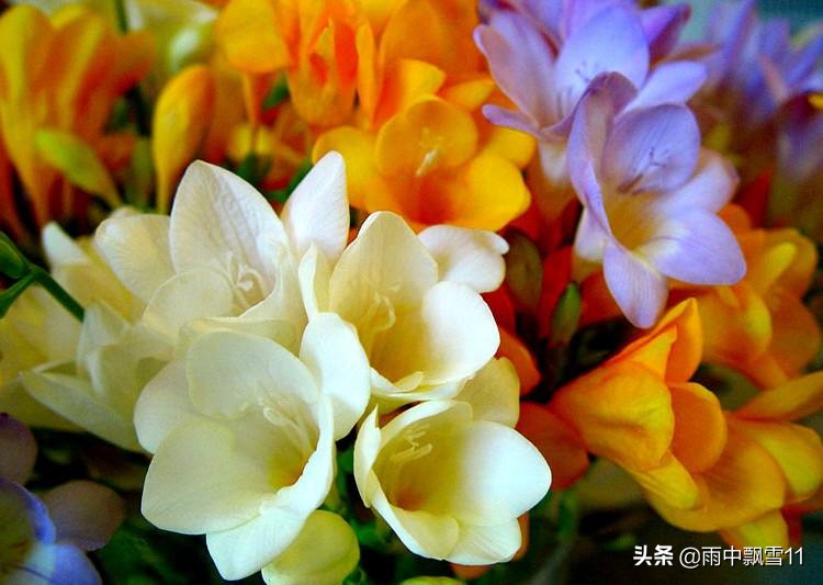 香雪兰花开败后怎么处理,怎样防止香雪兰花后叶子过早枯黄