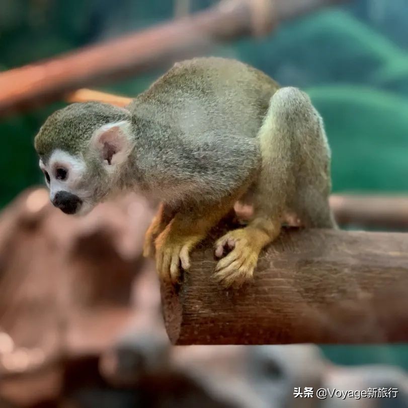 重庆融创文旅城和万达,融创文旅城飞越重庆