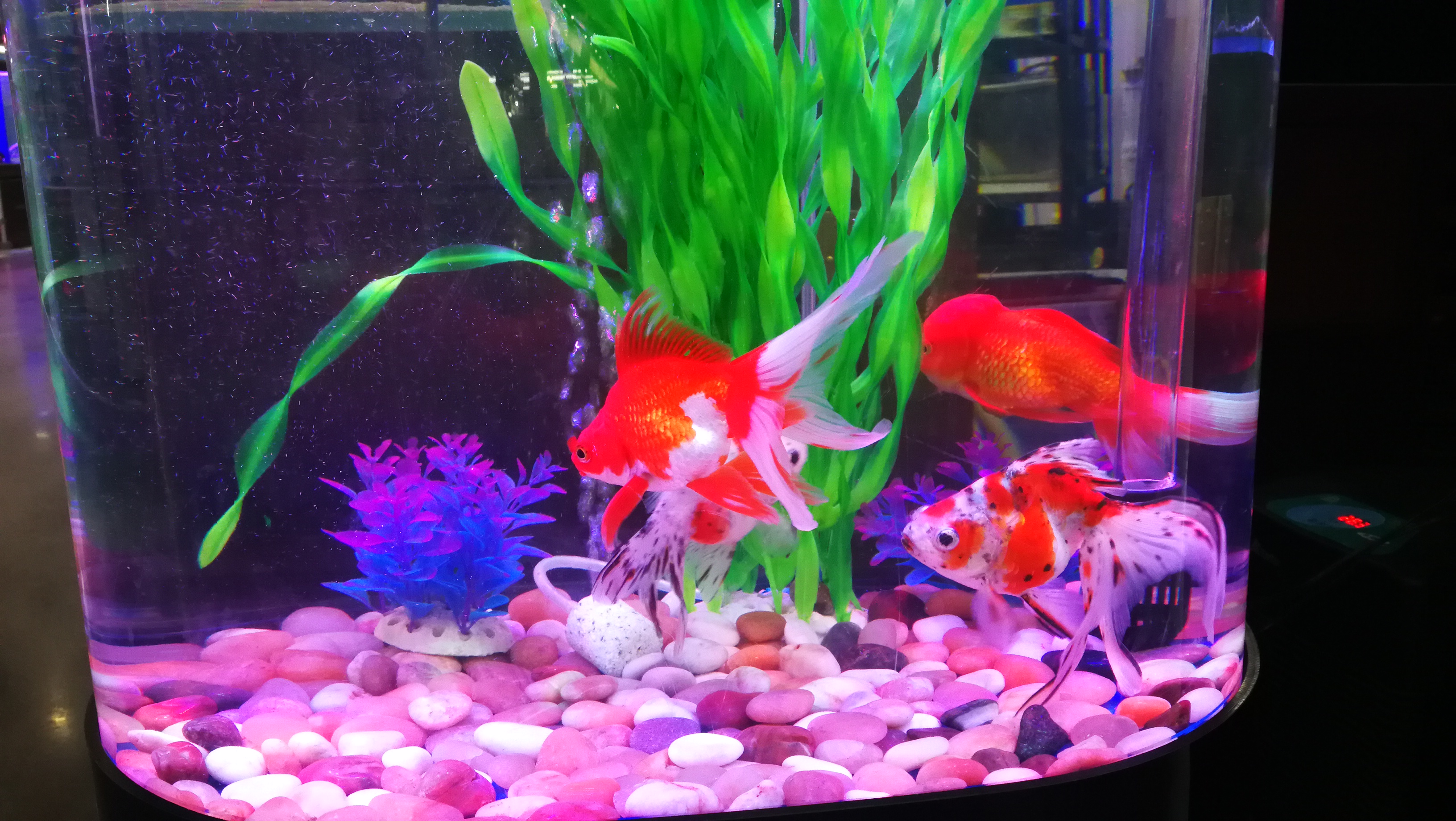 鱼缸能用塑料水草吗,塑料水草怎么消毒