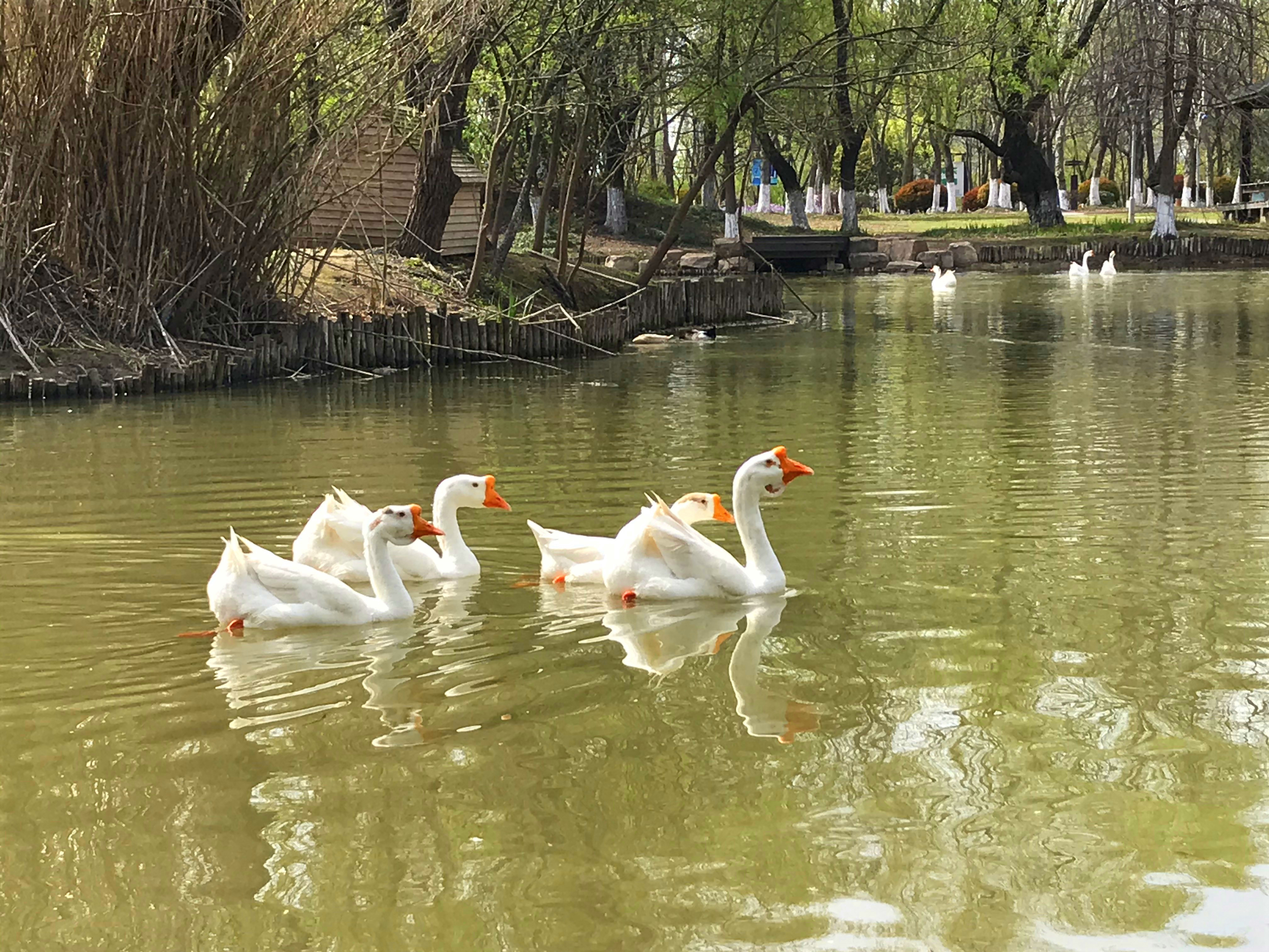 荷兰风情花园,南京绿博园的美丽