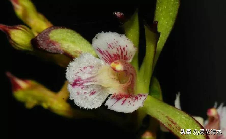 吻兰,云南稀有兰花品种图片金边蕙兰