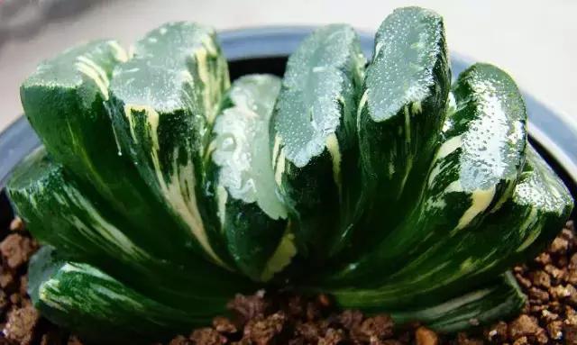 那些天价的植物,十大最值钱的植物