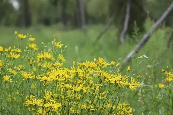 左中休闲好去处——达尔罕森林公园