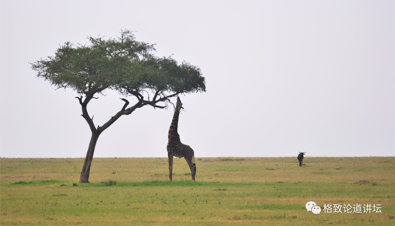 被称为“非洲最强挖掘机”的它，挖洞速度比6个人还快