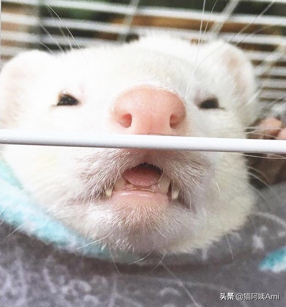 养只雪狐当宠物,宠物雪貂怎么养