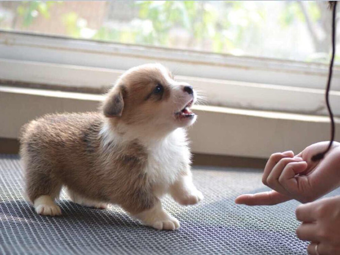 狗狗牙齿疾病怎么预防,狗狗换牙十大禁忌