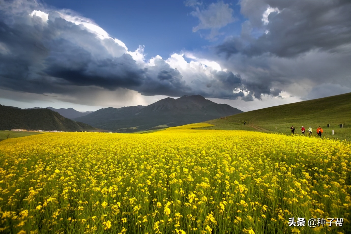 油菜花漂亮的地方,油菜花风景去哪看