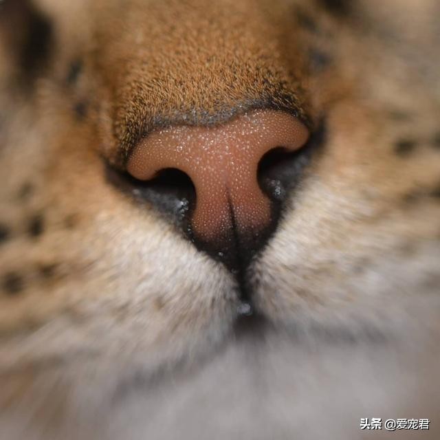 铲屎官怕仓鼠怎么办,铲屎官害怕猫呕吐