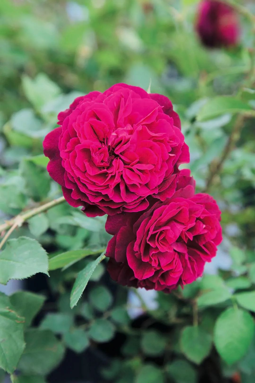 夏季月季怎么施肥,月季夏季要遮阳吗