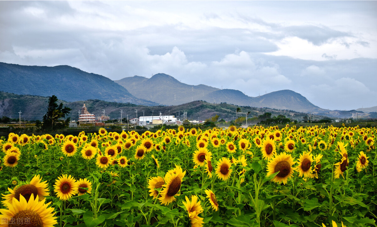 七年级生物真菌和细菌怎么区分,细菌和真菌在自然界中的作用教案