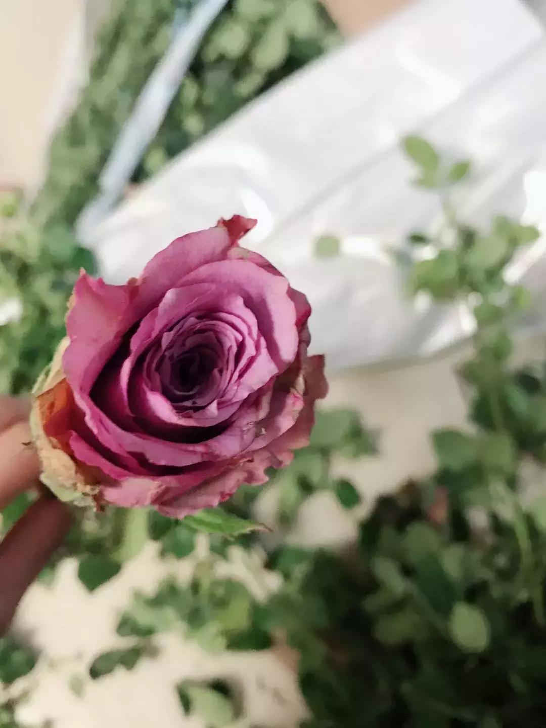 玫瑰鲜花养护方法和时间,玫瑰花束怎么养护延长花期呢