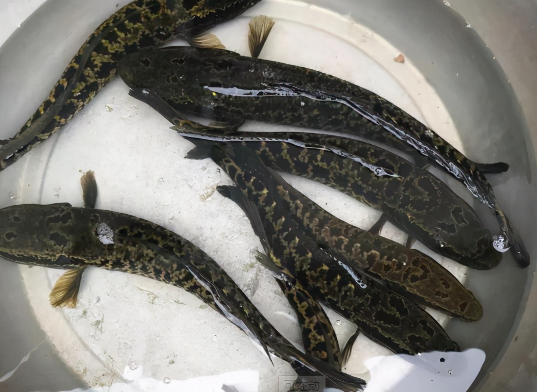 <html>
<head><title>502BadGateway</title></head>
<body>
<center><h1>502BadGateway</h1></center>
<hr><center>nginx</center>
</body>
</html>
<!--apaddingtodisableMSIEandChromefriendlyerrorpage-->
<!--apaddingtodisableMSIEandChromefriendlyerrorpage-->
<!--apaddingtodisableMSIEandChromefriendlyerrorpage-->
<!--apaddingtodisableMSIEandChromefriendlyerrorpage-->
<!--apaddingtodisableMSIEandChromefriendlyerrorpage-->
<!--apaddingtodisableMSIEandChromefriendlyerrorpage-->
