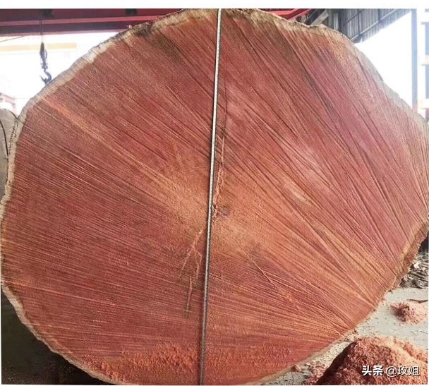 巴西红檀铁线子,耐热耐阴的铁线莲品种