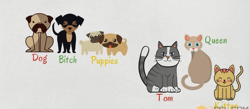 关于动物的英语单词100个带图片,英语常用词汇整理