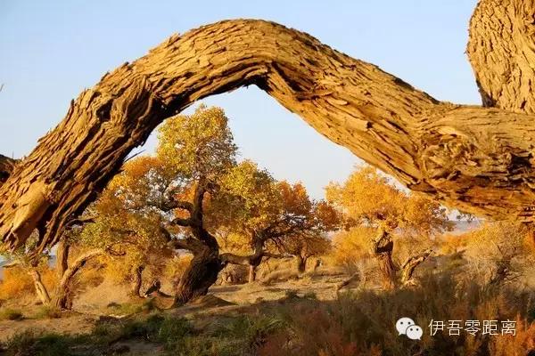 *疆新**伊吾—一个幸福的地方