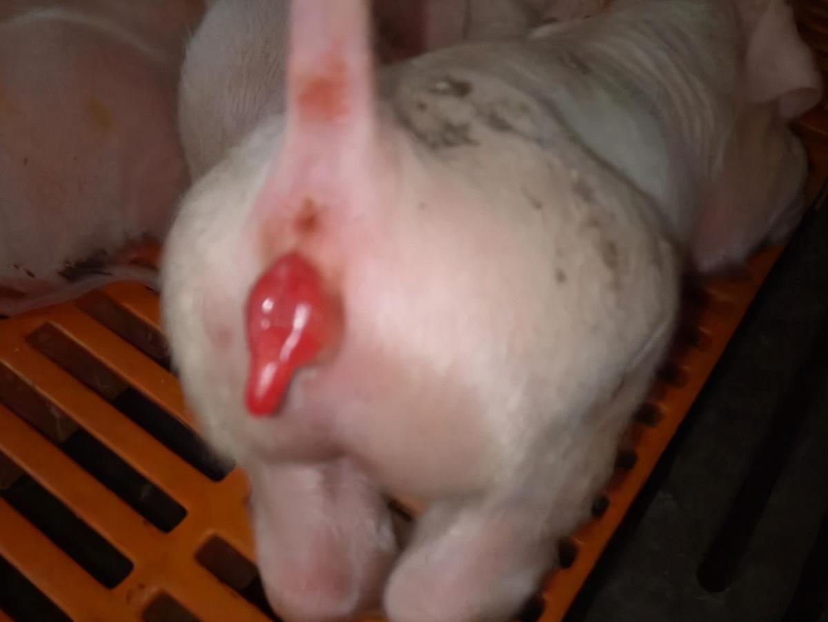 现在的脱霉剂该怎么选,牛脱霉剂的正确使用方法