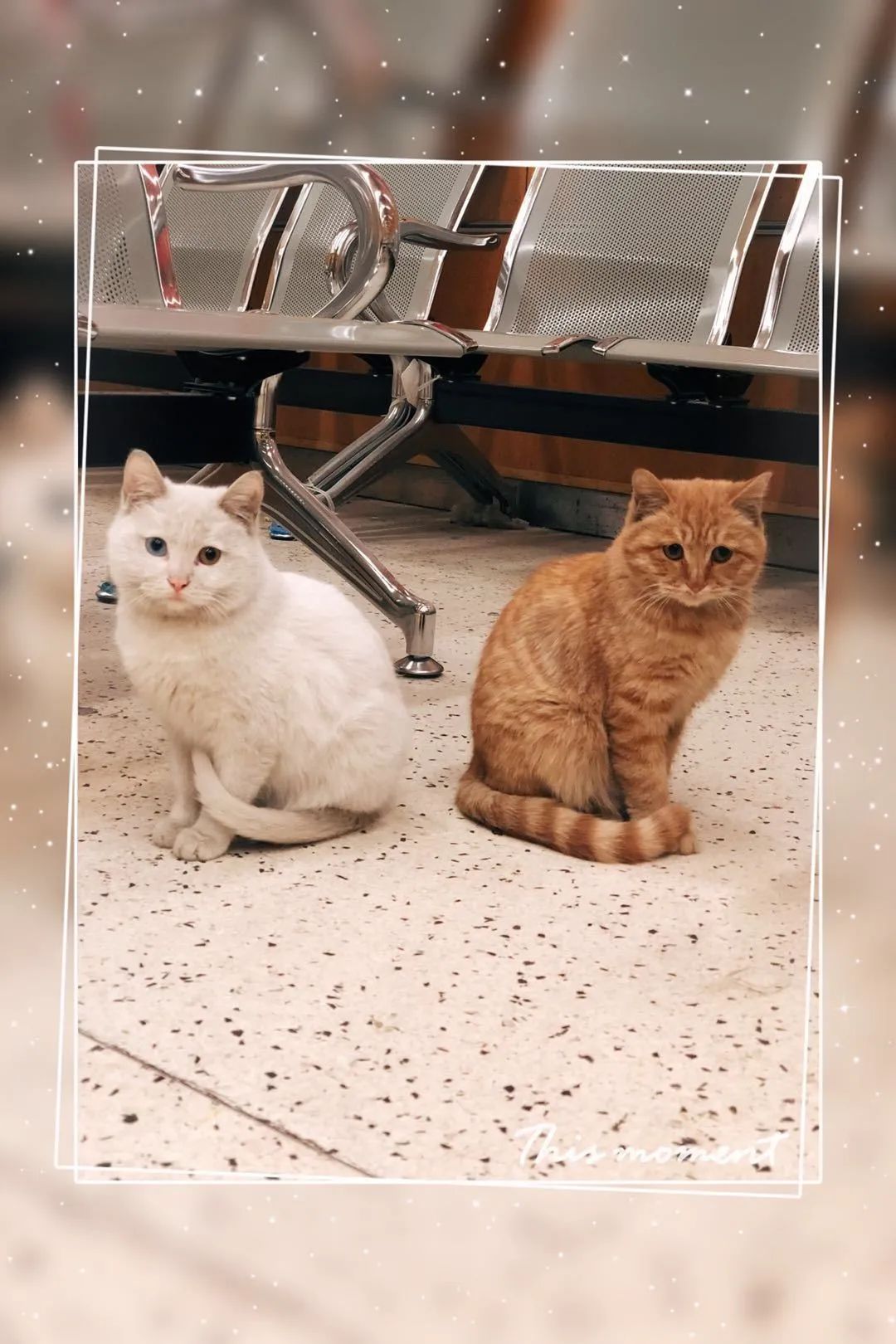 央视直播间猫叫背后原因,央视养猫辟谣