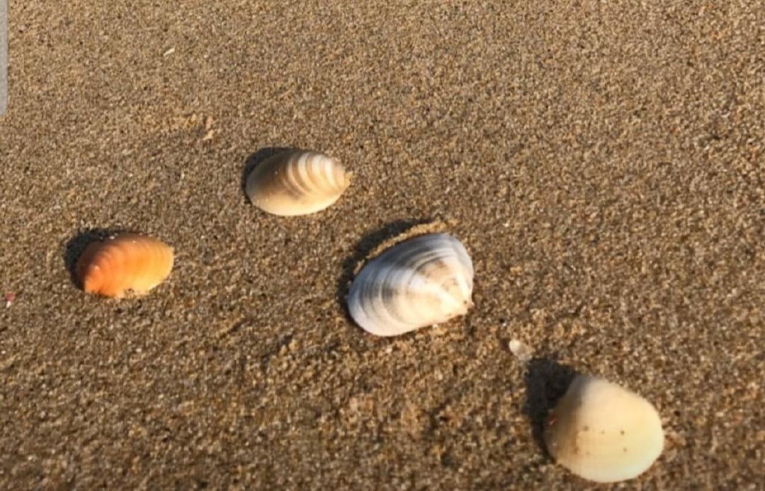 宋仲基去夏威夷度假，宋慧乔狂晒海边贝壳照，是巧合还是隔空PK？