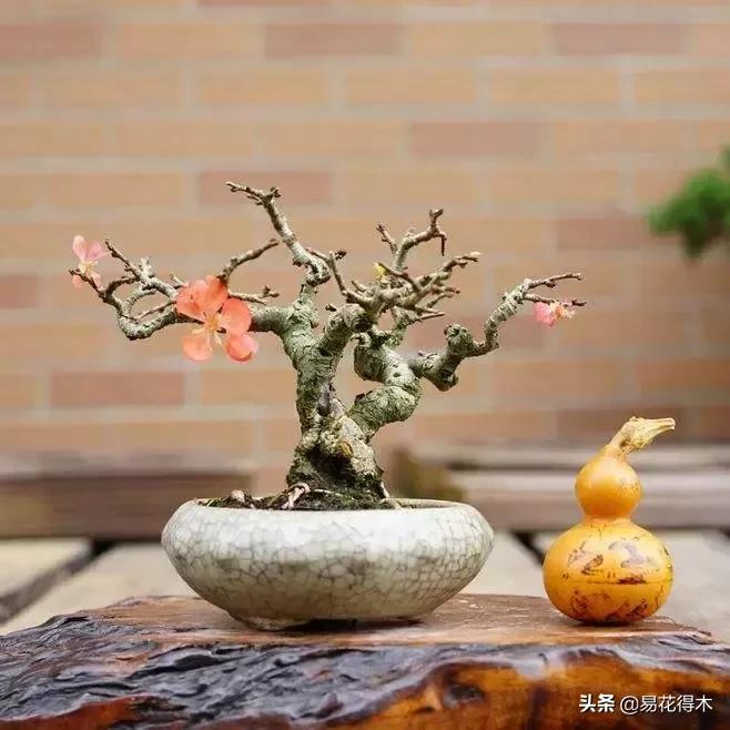 日本海棠的养殖方法,日本海棠花卉习性