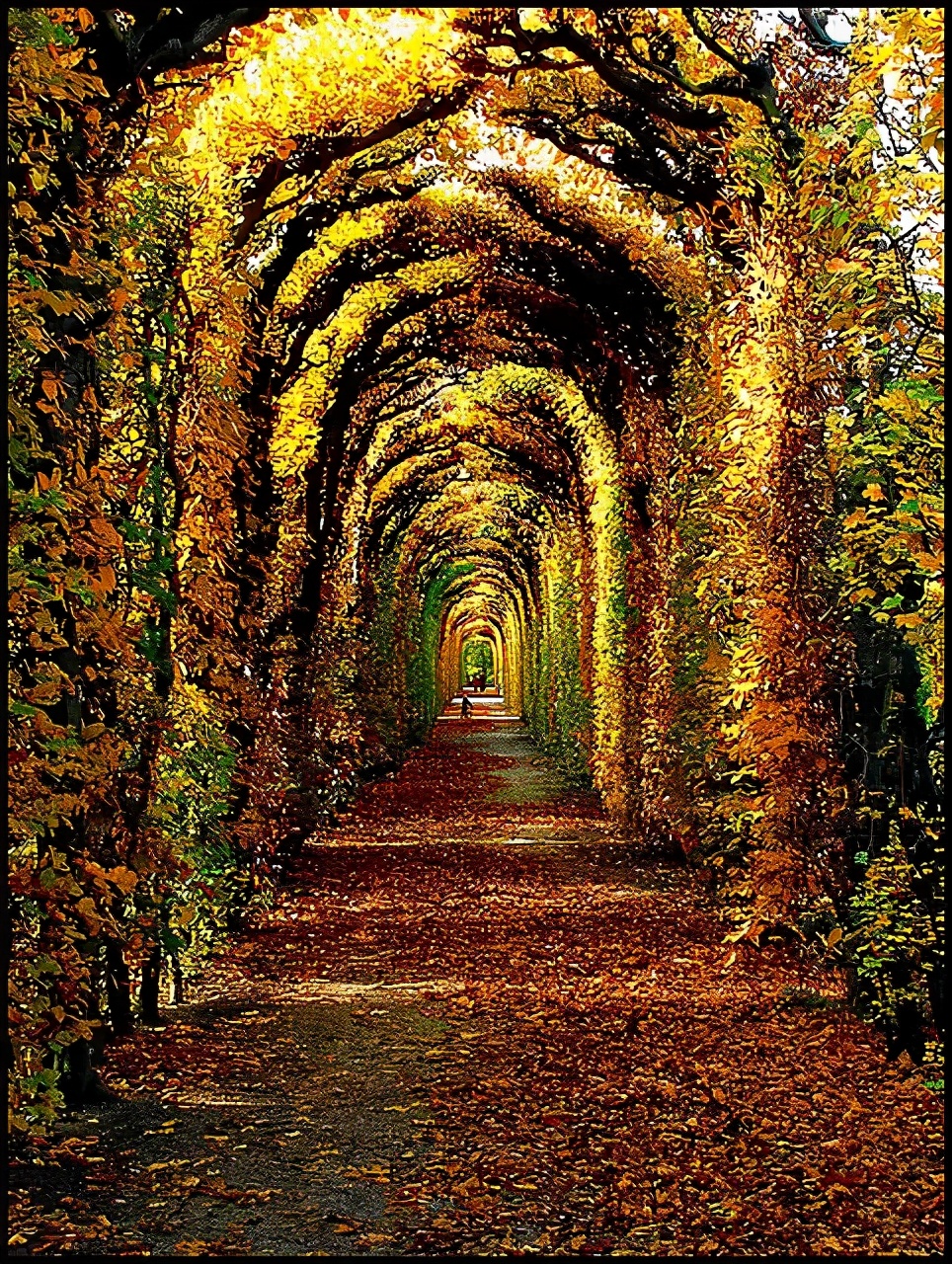 庭院植物设计搭配方法,庭院设计花草搭配