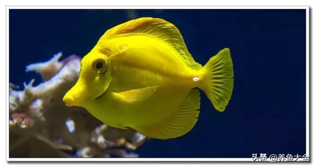 海水鱼饲养水质参数,海水鱼的饲养知识