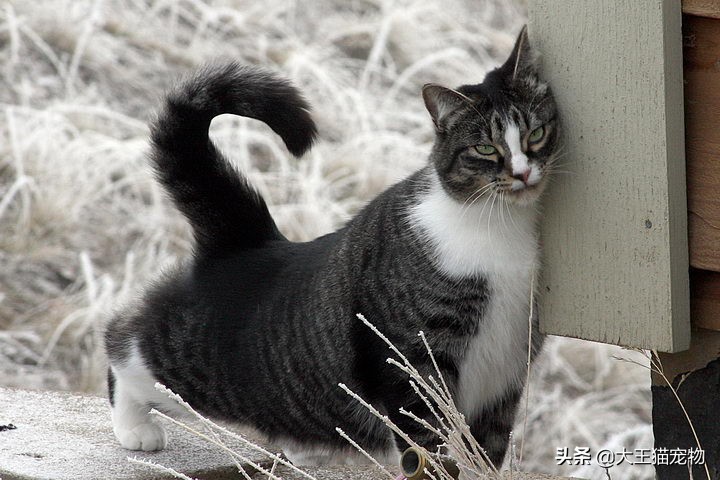 猫咪老是尿湿后腿怎么办,猫咪尿频喜欢跑