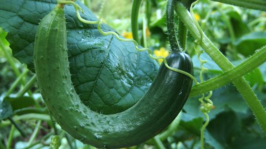 黄瓜弯曲的原因及解决方法,黄瓜生长期间怎么预防病害