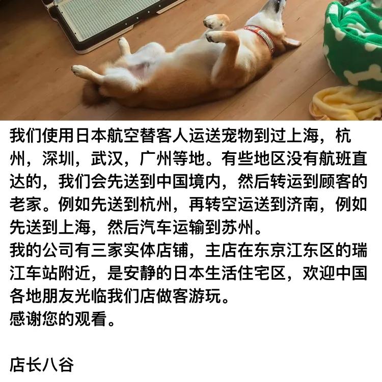 日本买了车怎么运回中国,日本柴犬带回中国