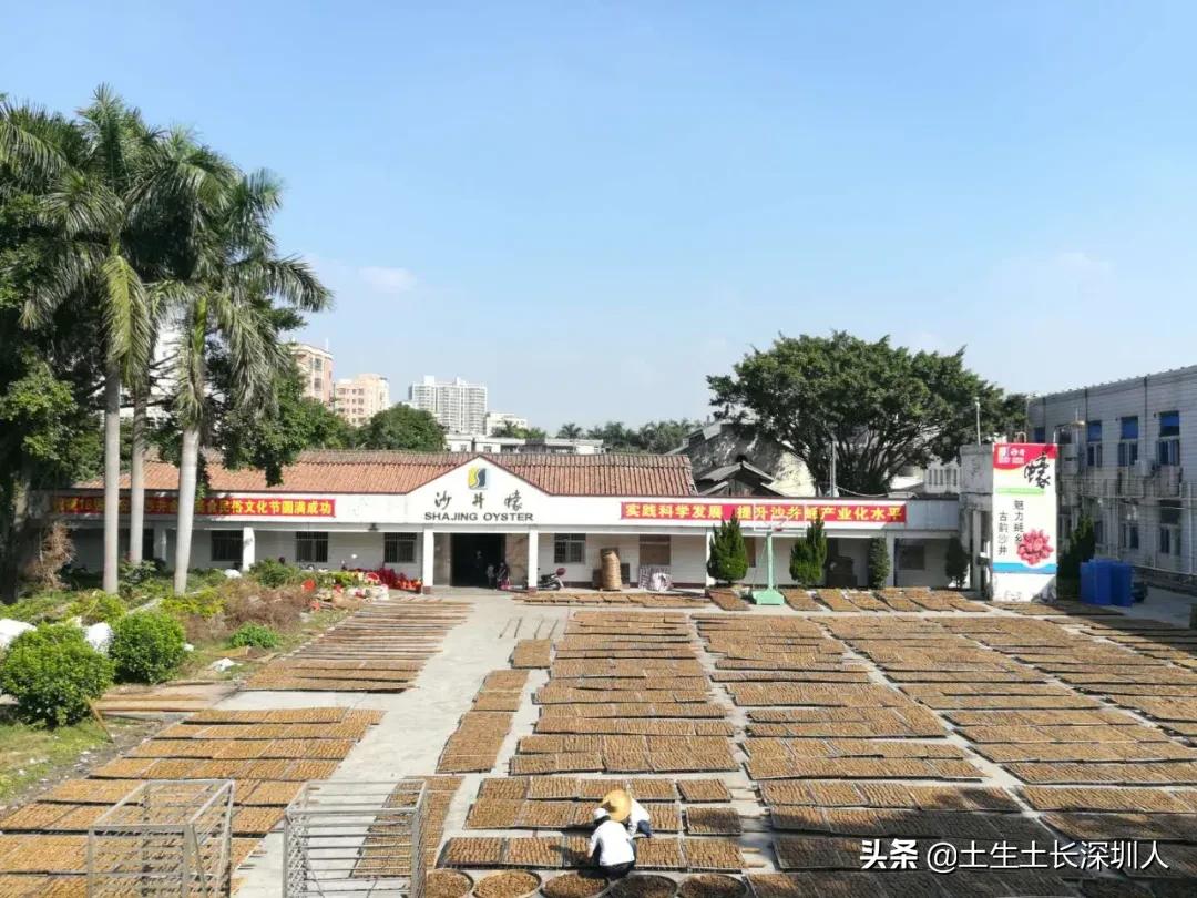 沙井是什么意思网络用语,沙井的含义是什么