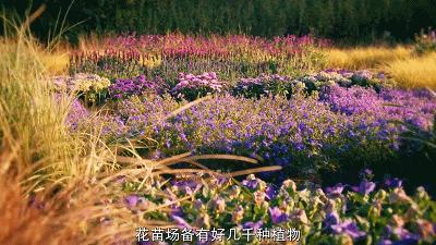 这也能拍出花?网飞又开挂了,每集都让我惊掉下巴