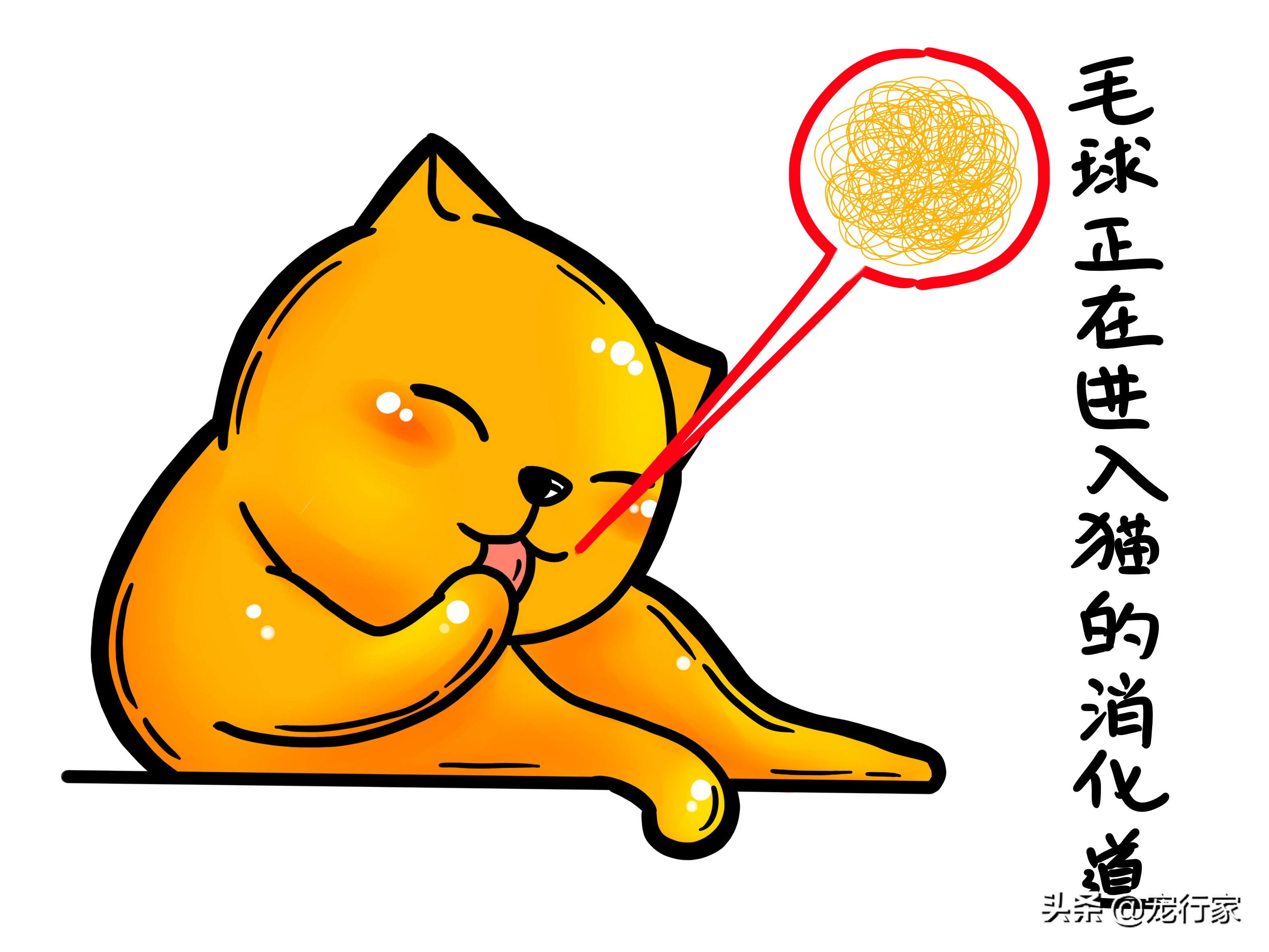 猫的呕吐物很油,猫呕吐的原因及治疗办法