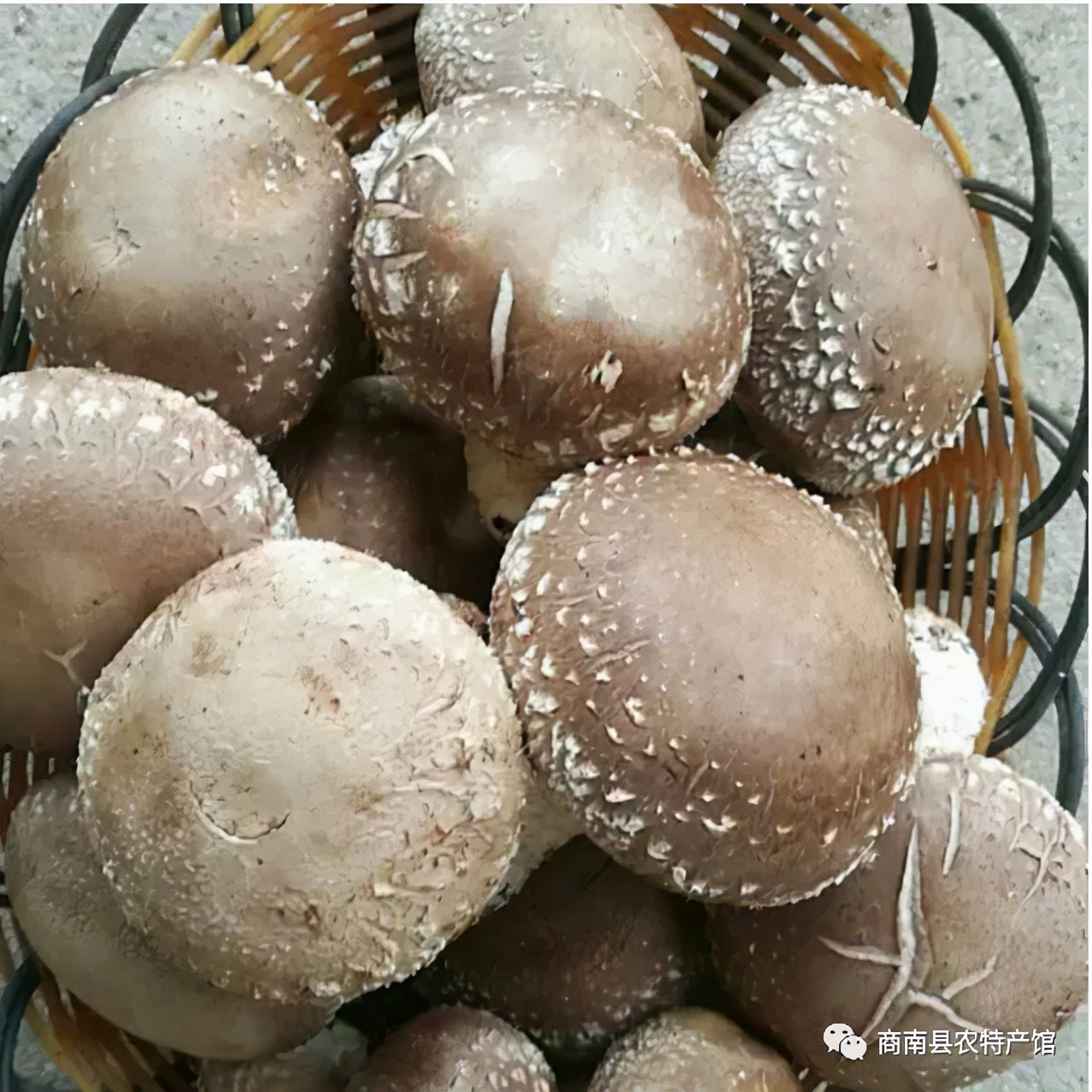 商南土特产及中药材有哪些,商南过风楼香菇基地