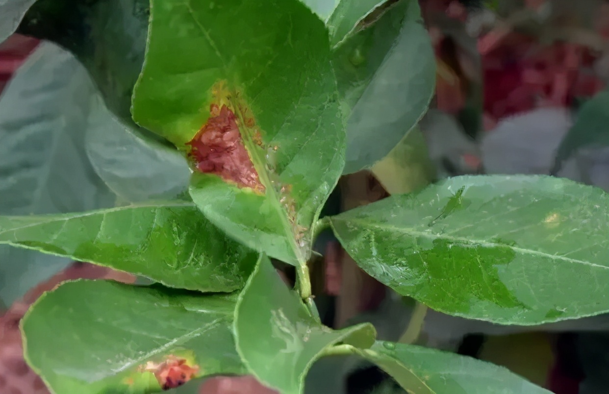 柑橘溃疡病有效防治新进展,柑橘溃疡病的防治方法