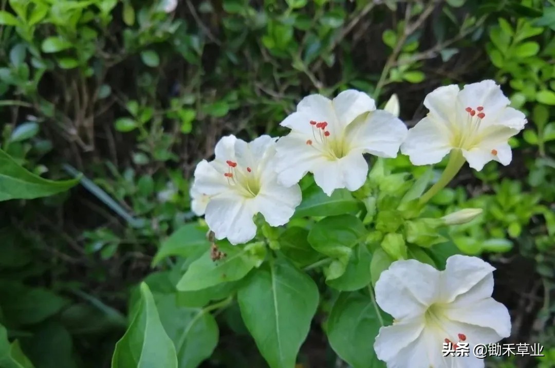 温馨紫茉莉,好看的紫茉莉