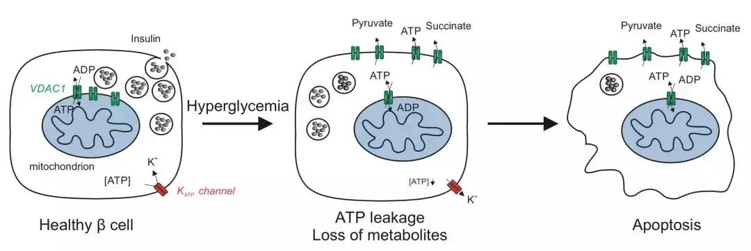 糖有毒的危害,糖毒性血糖浓度